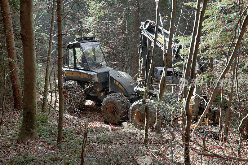 森林里的Feller buncher